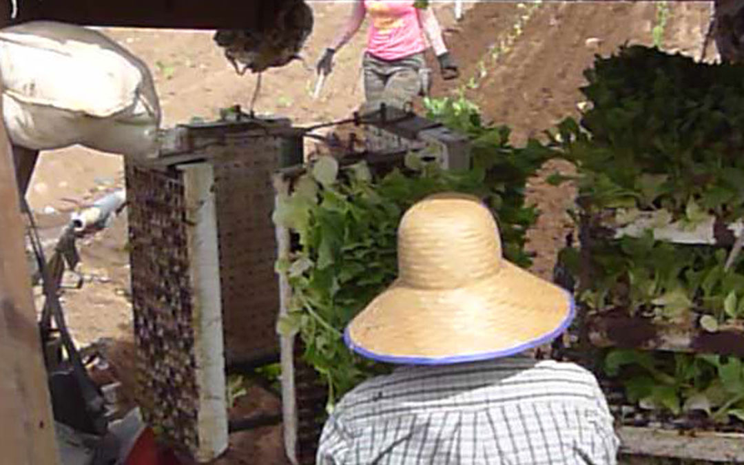 Personas plantando en el campo